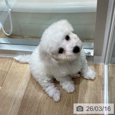 ビション・フリーゼの写真