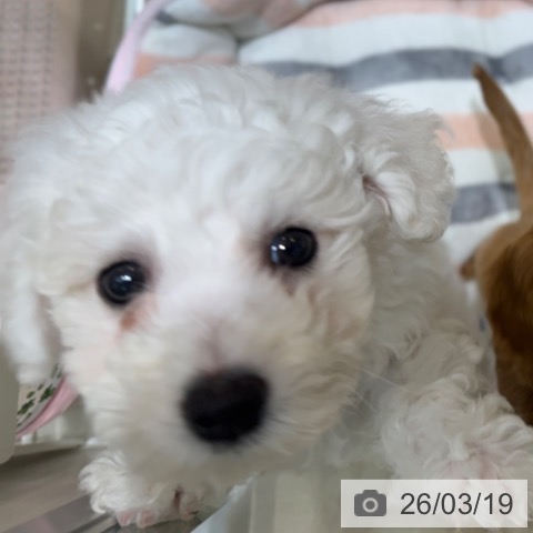 ビション・フリーゼの写真