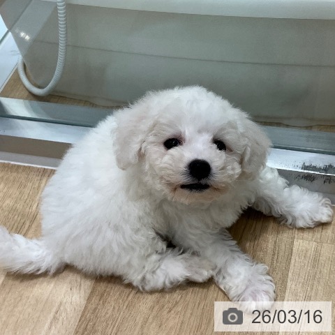 大阪府のビションフリーゼ (ペットプラス 四條畷店/2026年1月14日生まれ/男の子/ホワイト)の子犬の4枚目の画像