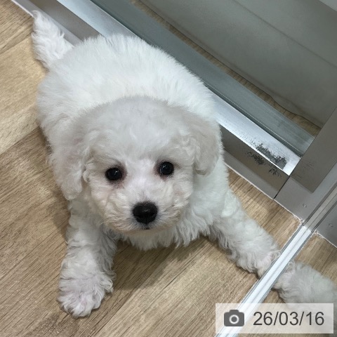 ビション・フリーゼの写真