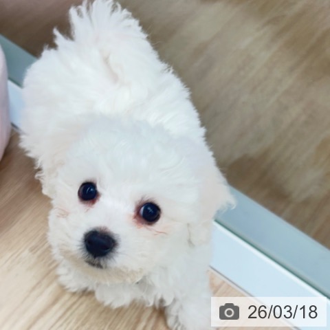 京都府のビションフリーゼ (ペットプラス 京都桂川店/2026年1月14日生まれ/男の子/ホワイト)の子犬の3枚目の画像