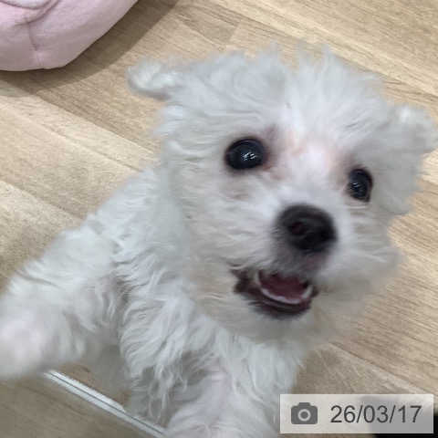 ビション・フリーゼの写真