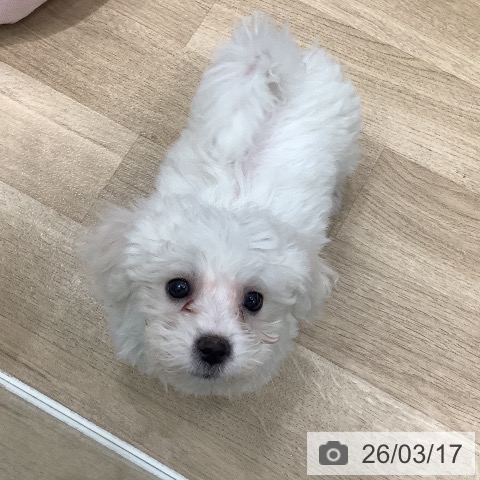 ビション・フリーゼの写真