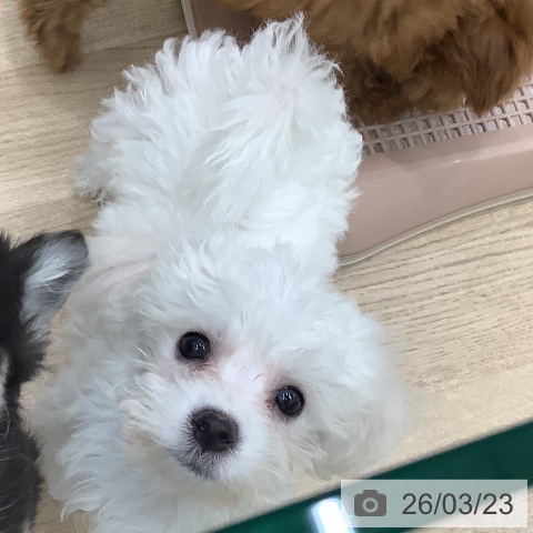 大阪府のビションフリーゼ (ペットプラス 鶴見店/2026年1月14日生まれ/女の子/ホワイト)の子犬の4枚目の画像