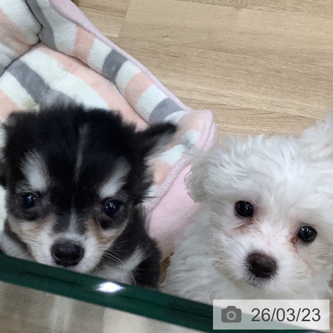 大阪府のビションフリーゼ (ペットプラス 鶴見店/2026年1月14日生まれ/女の子/ホワイト)の子犬の3枚目の画像