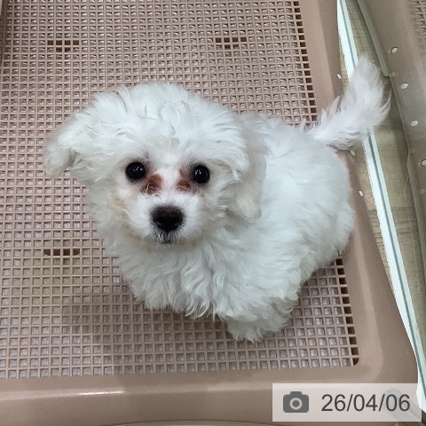 大阪府のビションフリーゼ (ペットプラス 鶴見店/2026年1月14日生まれ/女の子/ホワイト)の子犬の3枚目の画像