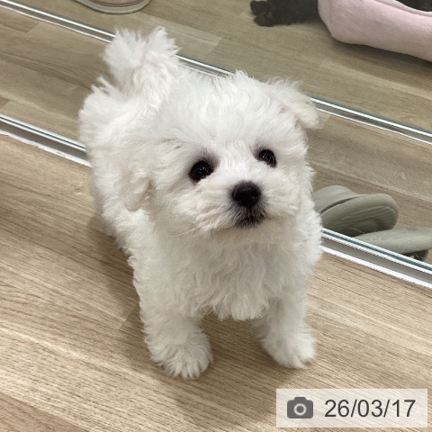 ビション・フリーゼの写真