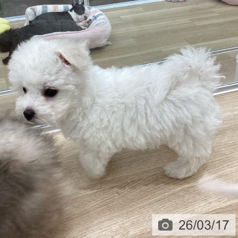 ビション・フリーゼの写真