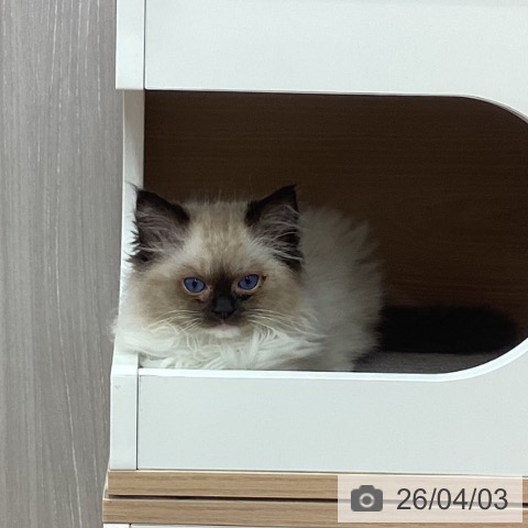 新潟県のラグドール (ペットプラス 新潟南店/2026年1月13日生まれ/女の子/シールポイントミテッド)の子猫の3枚目の画像