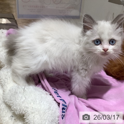 ラグドールの写真