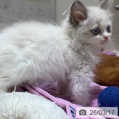 ラグドールの写真