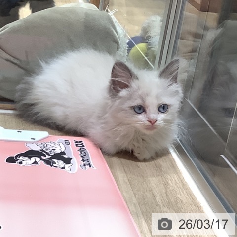 ラグドールの写真