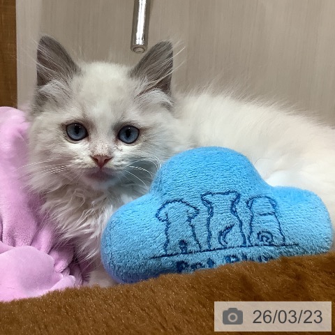 大阪府のラグドール (ペットプラス 鶴見店/2026年1月10日生まれ/女の子/ブルーポイントバイカラー)の子猫の4枚目の画像