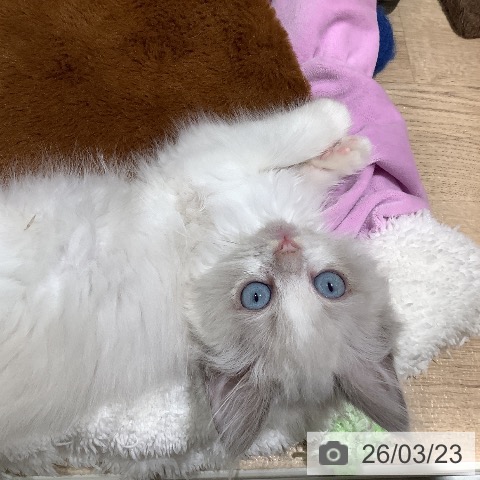 大阪府のラグドール (ペットプラス 鶴見店/2026年1月10日生まれ/女の子/ブルーポイントバイカラー)の子猫の3枚目の画像