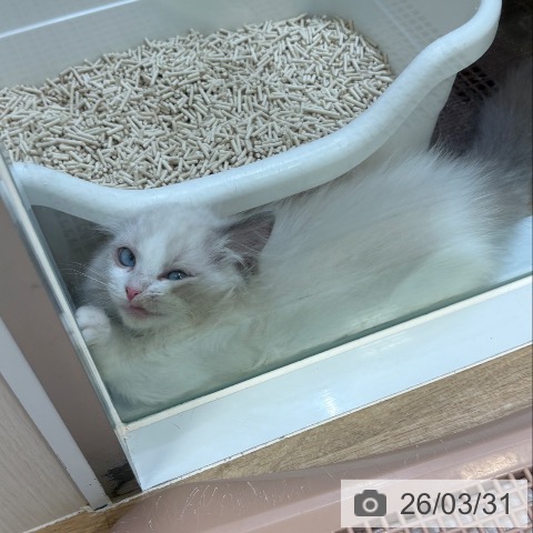 大阪府のラグドール (ペットプラス 堺北花田店/2026年1月10日生まれ/女の子/ブルーポイントバイカラー)の子猫の3枚目の画像