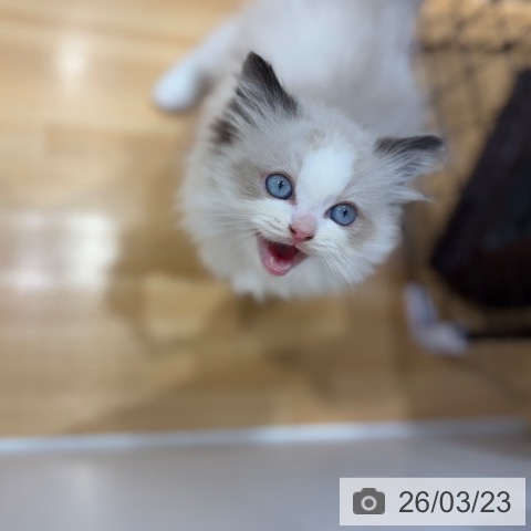 奈良県のラグドール (ペットプラス 大和郡山店/2026年1月10日生まれ/男の子/シールポイントバイカラー)の子猫の4枚目の画像