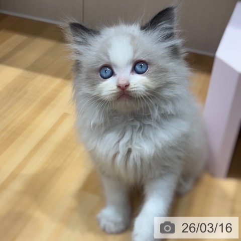 ラグドールの写真