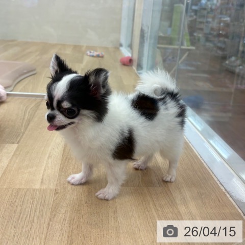 京都府のチワワ(ロング) (ペットプラス 久御山店/2026年1月13日生まれ/女の子/ホワイトブラックタン)の子犬の4枚目の画像