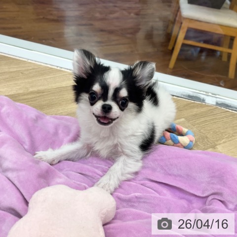 京都府のチワワ(ロング) (ペットプラス 久御山店/2026年1月13日生まれ/女の子/ホワイトブラックタン)の子犬の3枚目の画像