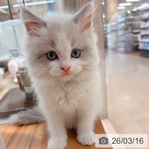 ラグドールの写真