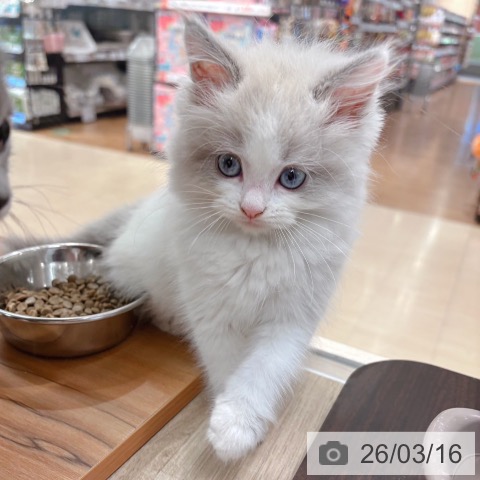 ラグドールの写真