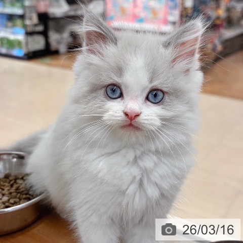 ラグドールの写真