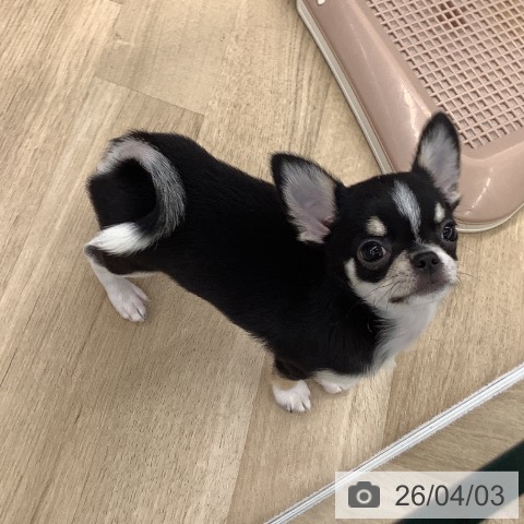 大阪府のチワワ(ロング) (ペットプラス りんくう泉南店/2026年1月14日生まれ/女の子/ブラックタンホワイト)の子犬の4枚目の画像