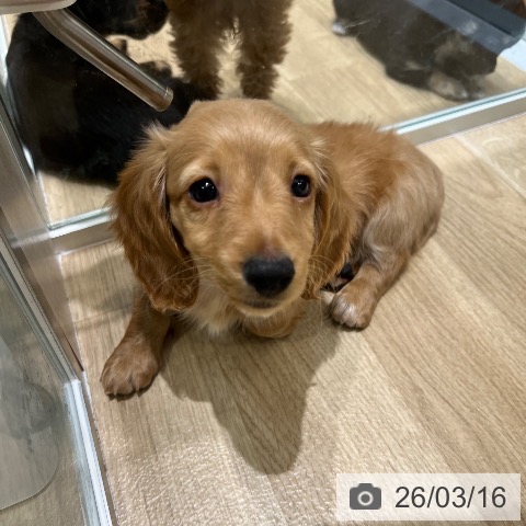 大阪府のミニチュアダックスフンド(ロング) (ペットプラス 四條畷店/2026年1月14日生まれ/男の子/イエロー)の子犬の4枚目の画像