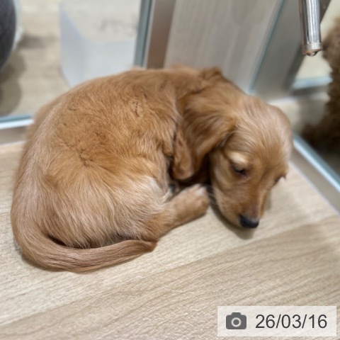 大阪府のミニチュアダックスフンド(ロング) (ペットプラス 四條畷店/2026年1月14日生まれ/男の子/イエロー)の子犬の3枚目の画像