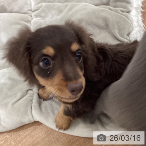 ミニチュア・ダックスフンドの写真