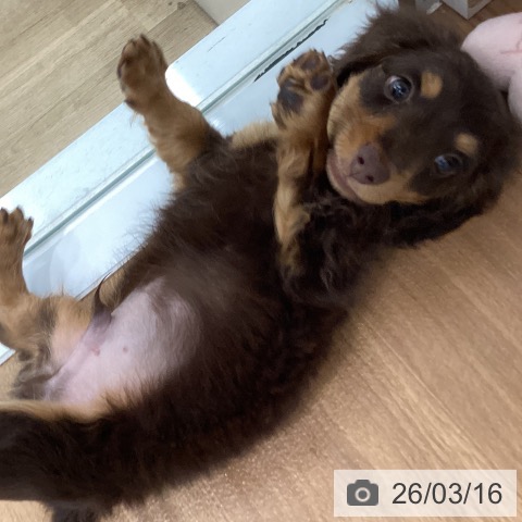 ミニチュア・ダックスフンドの写真