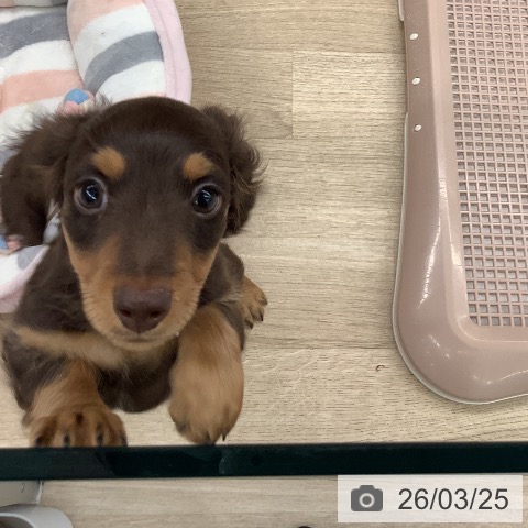 大阪府のミニチュアダックスフンド(ロング) (ペットプラス りんくう泉南店/2026年1月14日生まれ/男の子/ブラウンタン)の子犬の3枚目の画像