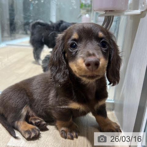 ミニチュア・ダックスフンドの写真