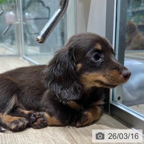 ミニチュア・ダックスフンドの写真