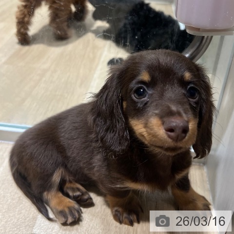 ミニチュア・ダックスフンドの写真