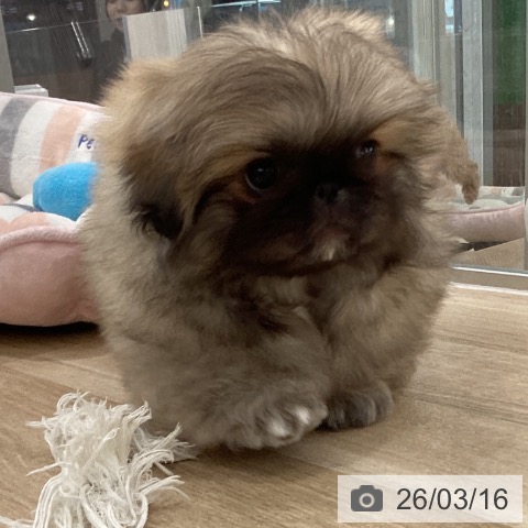 ペキニーズの写真