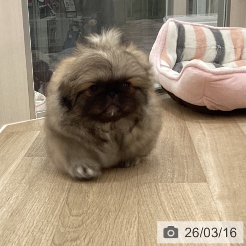 ペキニーズの写真
