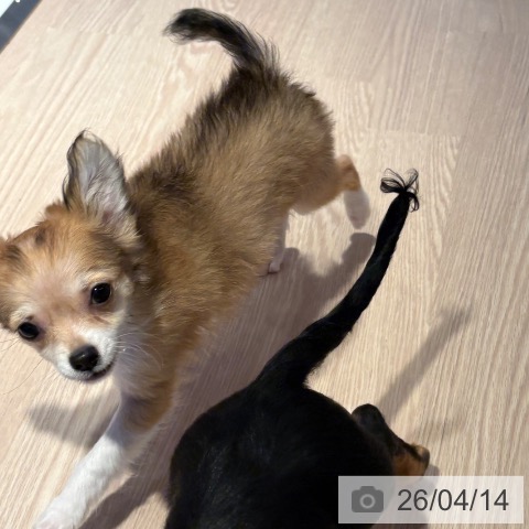 チワワの写真