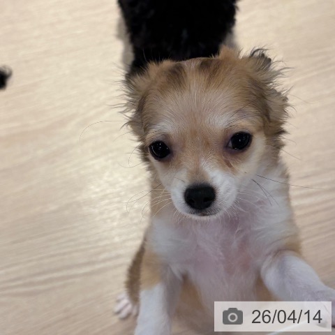 チワワの写真