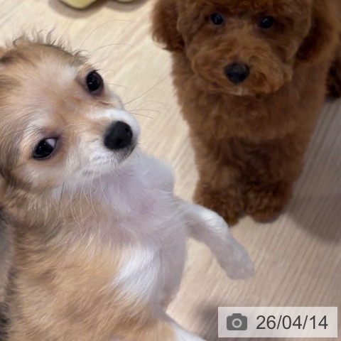 チワワの写真