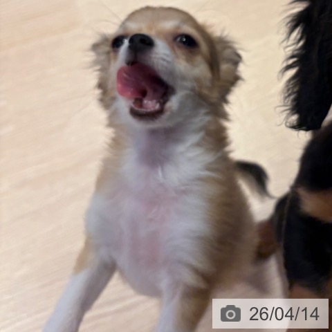 チワワの写真