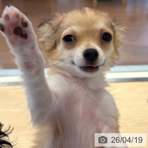 チワワの写真