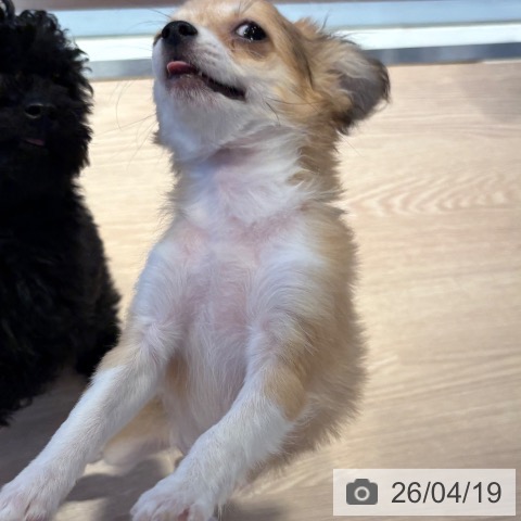 チワワの写真
