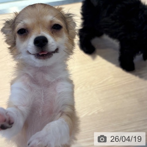 チワワの写真