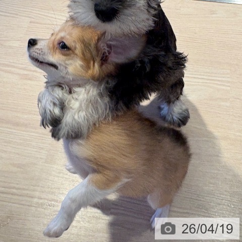 チワワの写真