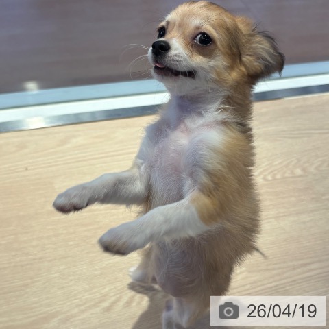 チワワの写真