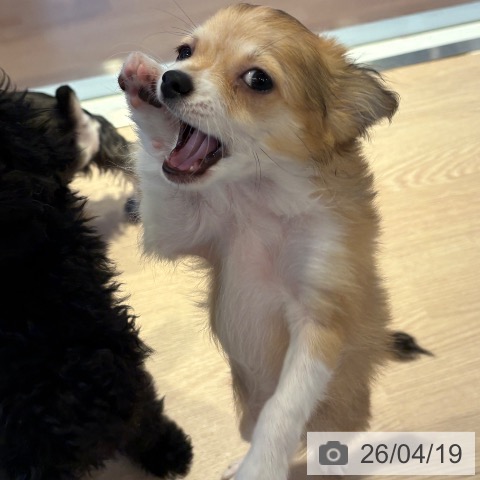 チワワの写真