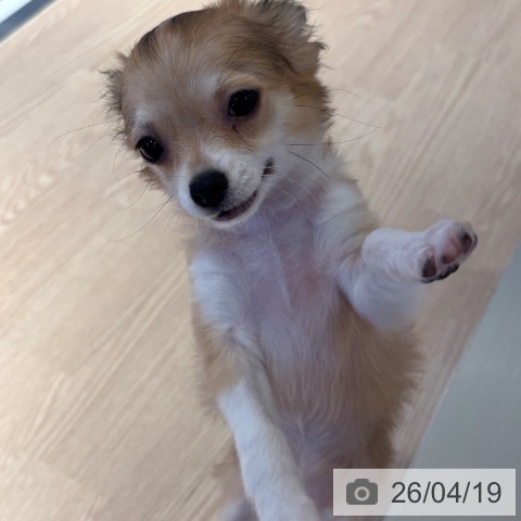 和歌山県のチワワ(ロング) (ペットプラス 和歌山店/2026年1月12日生まれ/女の子/レッドホワイト)の子犬の4枚目の画像