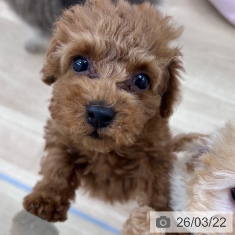 トイ・プードルの写真