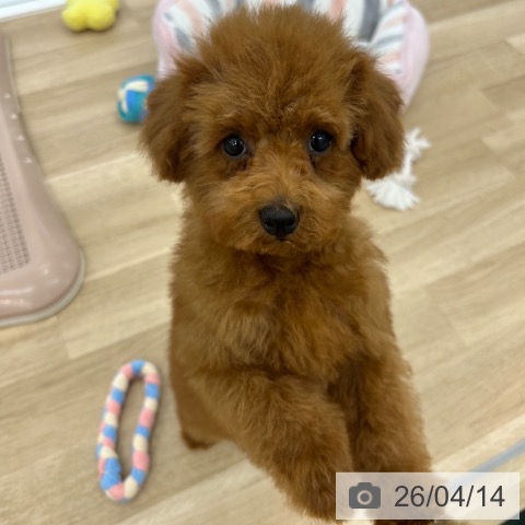 大阪府のトイプードル(トイ) (ペットプラス 松原店/2026年1月12日生まれ/男の子/レッドフォーン)の子犬の4枚目の画像